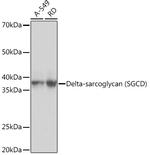 SGCD Recombinant Rabbit Monoclonal Antibody (3P3R4)