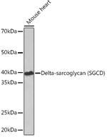 SGCD Antibody in Western Blot (WB)