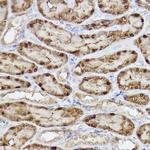 ABH1 Antibody in Immunohistochemistry (Paraffin) (IHC (P))