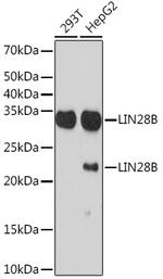 LIN28B Antibody in Western Blot (WB)