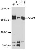FANCA Antibody in Western Blot (WB)