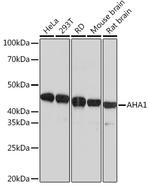 AHA1 Recombinant Rabbit Monoclonal Antibody (8E5H7)