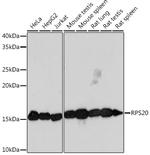 RPS20 Antibody in Western Blot (WB)