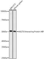 HIP Antibody in Western Blot (WB)