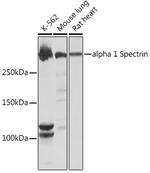 Spectrin alpha-1 Recombinant Rabbit Monoclonal Antibody (1U5K4)