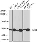 WIPI1 Recombinant Rabbit Monoclonal Antibody (2F4G9)