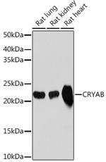 CRYAB Antibody in Western Blot (WB)