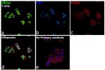 EWSR1 Antibody in Immunocytochemistry (ICC/IF)
