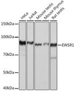 EWSR1 Antibody in Western Blot (WB)