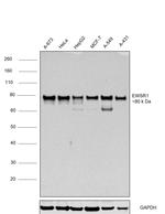 EWSR1 Antibody in Western Blot (WB)