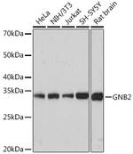 GNB2 Antibody in Western Blot (WB)