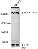 Phospho-mTOR (Ser2448) Antibody in Western Blot (WB)