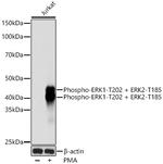 Phospho-ERK1/ERK2 (Thr202,Thr185) Antibody in Western Blot (WB)