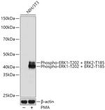 Phospho-ERK1/ERK2 (Thr202,Thr185) Recombinant Rabbit Monoclonal Antibody (8D0D7)