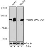 Phospho-STAT3 (Ser727) Recombinant Rabbit Monoclonal Antibody (4Z6R6)