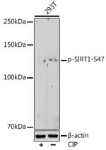 Phospho-SIRT1 (Ser47) Recombinant Rabbit Monoclonal Antibody (9L4K0)