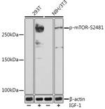 Phospho-mTOR (Ser2481) Recombinant Rabbit Monoclonal Antibody (9Y5P6)