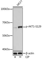 Phospho-AKT1 (Ser129) Antibody in Western Blot (WB)