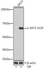Phospho-AKT1 (Ser124) Antibody in Western Blot (WB)