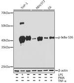 Phospho-IkB alpha (Ser36) Antibody in Western Blot (WB)