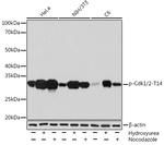 Phospho-CDK1/CDK2 (Thr14) Recombinant Rabbit Monoclonal Antibody (6R1O7)