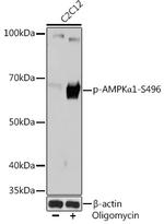Phospho-AMPK alpha-1 (Ser496) Recombinant Rabbit Monoclonal Antibody (7N4C7)