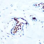 Phospho-c-Jun (Thr91) Recombinant Rabbit Monoclonal Antibody (2N8Y1)