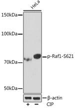 Phospho-c-Raf (Ser621) Antibody in Western Blot (WB)