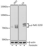 Phospho-c-Raf (Ser259) Antibody in Western Blot (WB)