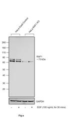 Phospho-c-Raf (Ser259) Antibody in Western Blot (WB)