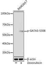 Phospho-GATA3 (Ser308) Antibody in Western Blot (WB)
