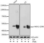 Phospho-MEK1 (Ser298) Antibody in Western Blot (WB)