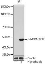 Phospho-MEK1 (Thr292) Antibody in Western Blot (WB)