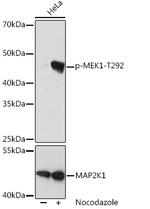 Phospho-MEK1 (Thr292) Antibody in Western Blot (WB)