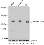 Phospho-PDHA1 (Ser293) Recombinant Rabbit Monoclonal Antibody (6E3J0)