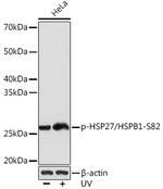Phospho-HSP27 (Ser82) Antibody in Western Blot (WB)