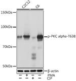 Phospho-PKC alpha (Thr638) Antibody in Western Blot (WB)