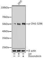 Phospho-Chk1 (Ser296) Antibody in Western Blot (WB)