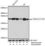 Phospho-CDK1/CDK2/CDK3 (Thr14) Recombinant Rabbit Monoclonal Antibody (4I9L3)