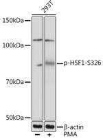 Phospho-HSF1 (Ser326) Antibody in Western Blot (WB)