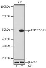 Phospho-Cdc37 (Ser13) Antibody in Western Blot (WB)