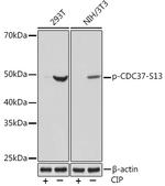 Phospho-Cdc37 (Ser13) Antibody in Western Blot (WB)