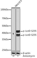 Phospho-JunD (Ser255) Antibody in Western Blot (WB)