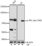 Phospho-PKC zeta (Thr560) Recombinant Rabbit Monoclonal Antibody (8Z5E6)