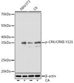 Phospho-Crk (Tyr221) Recombinant Rabbit Monoclonal Antibody (5V6P9)