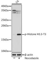 Phospho-Histone H3 (Thr3) Antibody in Western Blot (WB)