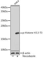 Phospho-Histone H3 (Thr3) Antibody in Western Blot (WB)