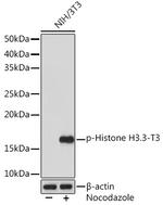 Phospho-Histone H3 (Thr3) Antibody in Western Blot (WB)