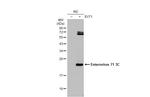 Enterovirus 71 3CD Antibody in Western Blot (WB)