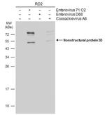 Enterovirus 71 3D Antibody in Western Blot (WB)